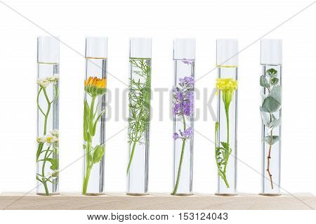 Scientific Experiment - Flowers and plants in test tubes