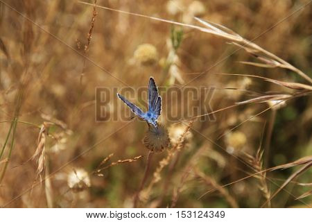 beautiful butterfly, nature and wildlife photo