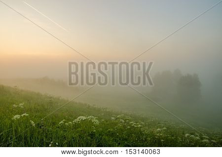 thick morning fog in the summer forest. thick morning fog in the forest at pond. Morning landscape in summer thick fog. dense fog in the morning.  early morning. forest hiding in the fog.