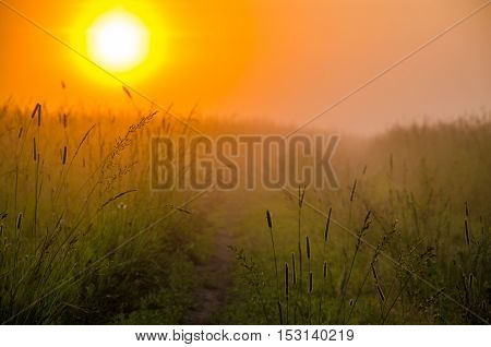 thick morning fog in the summer forest. thick morning fog in the forest at pond. Morning landscape in summer thick fog. dense fog in the morning.  early morning. forest hiding in the fog. forest path