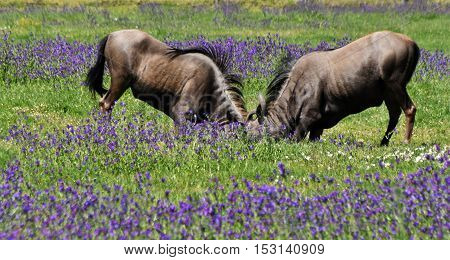two Gnus fighting in a meadow with blue wild flowers