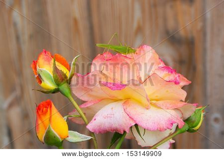 mantis is sitting on a flowering rose close up