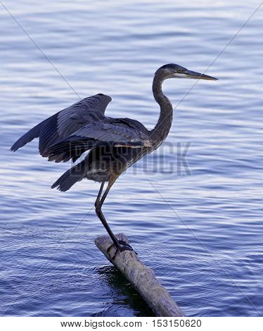 Beautiful photo of a great blue heron standing on a log in the lake