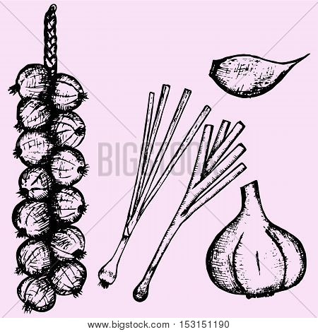 bunch of garlic, heads of garlic, young garlic, doodle style sketch illustration hand drawn vector, set