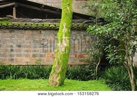 A moss covered tree within a garden inside of Xiong Xiling's former residence in the village of Fenghuang located in Hunan Province.