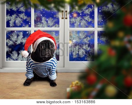 Funny Dog in a New Year's red cap and a striped vest. Dog sitting on the sill of a window. Outside the window the snow. Christmas tree New Year's Eve. Christmas