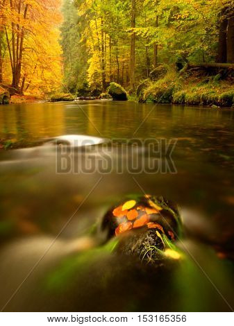 Autumn Beeches And  Aspen Leaves On Boulder In Mountain Stream. Cold Water