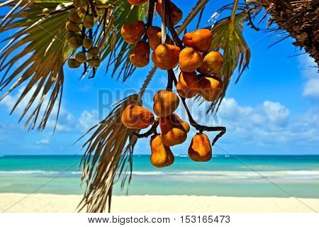 Picturesque Coast Diani