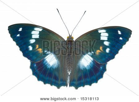 나비 (apatura Schrencki)