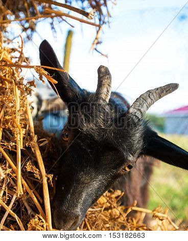 Close up young goat eating dry straw in farm