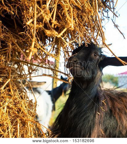 Close up young goat eating dry straw in farm