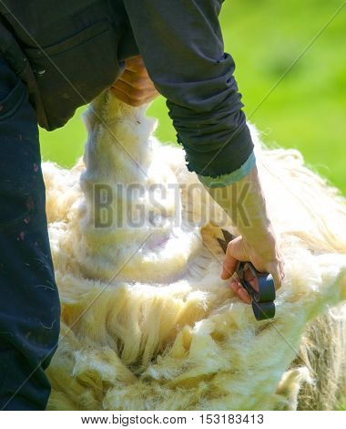 man skillfully shears wool from a sheep