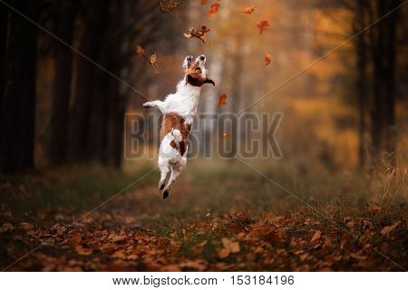 Dog Jack Russell Terrier jump over the leaves autumn mood