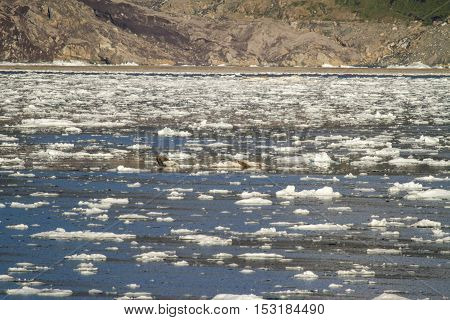 Chile - Amalia Glacier Landscape