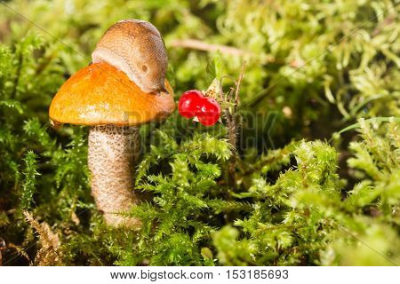 Slug on a hat of a mushroom and red berry nearby. The slug on an orange hat of a mushroom of the aspen mushroom standing in a green moss looks at red berries. Close up small depth of sharpness