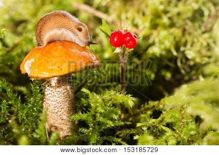 Slug on a hat of a mushroom and red berry nearby. The slug on an orange hat of a mushroom of the aspen mushroom standing in a green moss looks at red berries. Close up small depth of sharpness