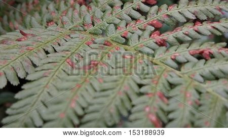 leaf, green, reed, rust, fern,autumn,texture, nature, colour