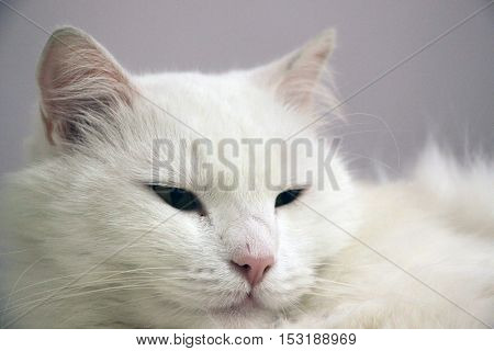 White cat lays and feel so lazy