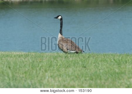 Goose