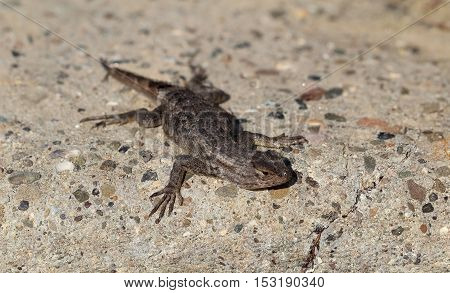 This is a Western Fence Lizard (Sceloporus occidentalis), Lizard from California, United States.