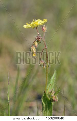 Spotted Rock-rose - Tuberaria guttata Unspotted form