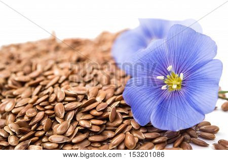 Blue flax flower with seeds isolated on white background