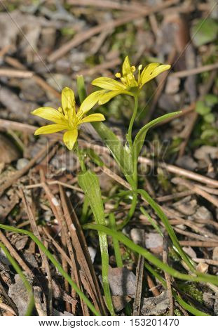 Gagea peduncularis Small Yellow Lily from Cyprus