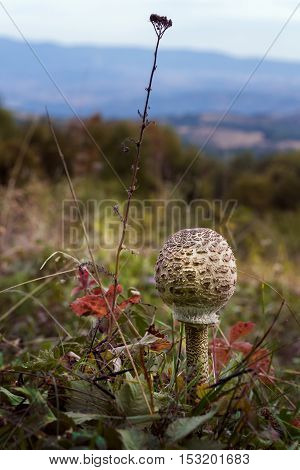 The Parasol Mushroom (Macrolepiota procera or Lepiota procera) - edible mushroom, versatile in the kitchen
