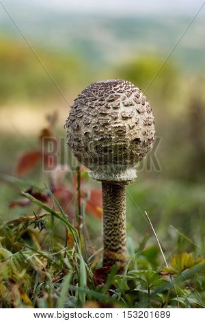 The Parasol Mushroom (Macrolepiota procera or Lepiota procera) - edible mushroom, versatile in the kitchen