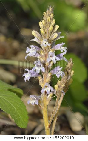 Hemp Broomrape - Orobanche ramosa Parasitic plant from Cyprus