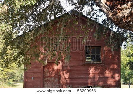 abandoned red barn in shade under Spanish moss tree