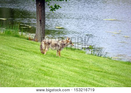 A wild coyote (Canis latrans) stands beside the shore of a small lake in the Wesmere Country Club subdivision of Joliet, Illinois during May.