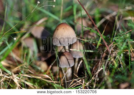 A group of mushrooms of the family Coprinellus sp.
