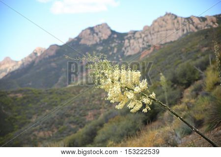 Flower in focus with Sandstone Peak in the Santa Monica Mountains in California.