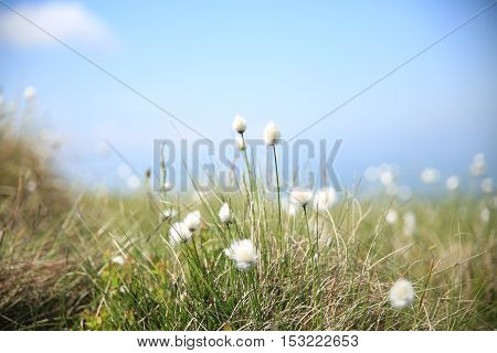 Batch of flowers at the top of the mountain in Wales.
