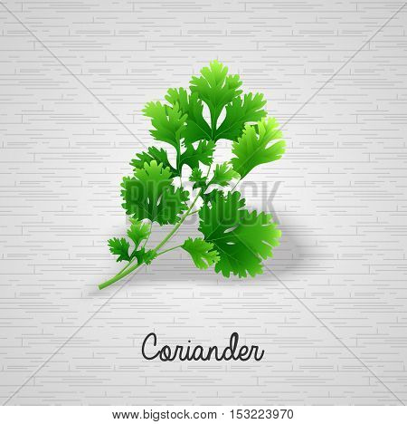 Illustration of  Fresh green leaves coriander background