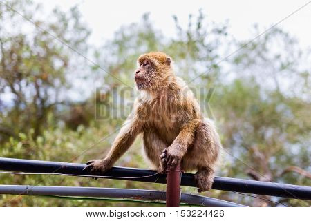 The Barbary macaque population in Gibraltar is the only wild monkey population in the European continent. Some three hundred animals in five troops occupy the area of the Upper Rock of Gibraltar.