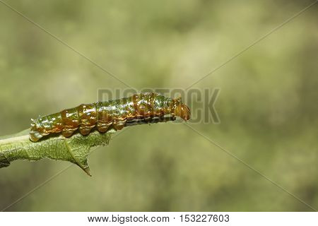 Mature 4Th Instar Caterpillar Of Banded Swallowtail Butterfly (papilio Demolion)