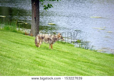 A wild coyote (Canis latrans) stands beside the shore of a small lake in the Wesmere Country Club subdivision of Joliet, Illinois during May.