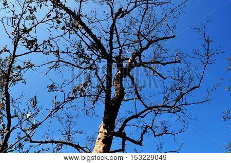 Tree dried up the ruling with wetlands.