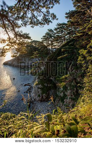 tomb pines on a rocks at the sea in the morning light