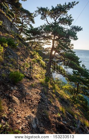 tomb pines on a rocks at the sea in the morning light, long shadow on the ground