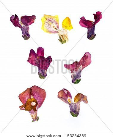 Compressed Snapdragon Petals Spread Out Isolated On White
