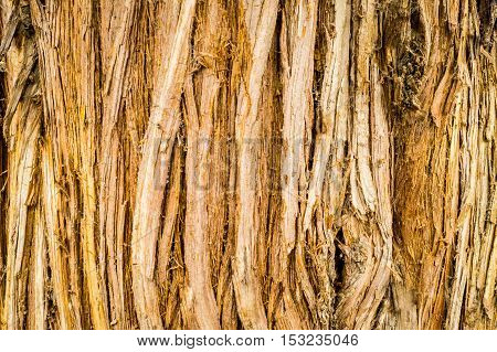 A closeup shot of vertical tree bark