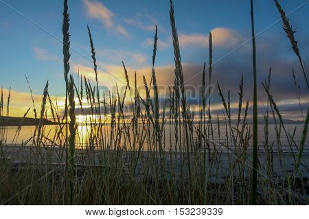 Autumn grass waiting for the sunrise at the Ytrebyfjaera (city shoreline) in Vadso, Norway
