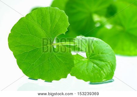 Indian Pennywort Brain Tonic Herbal Plant.