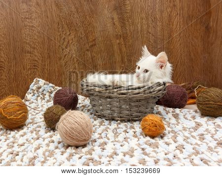 White fluffy kitten lies in the basket near balls of yarn in the interior