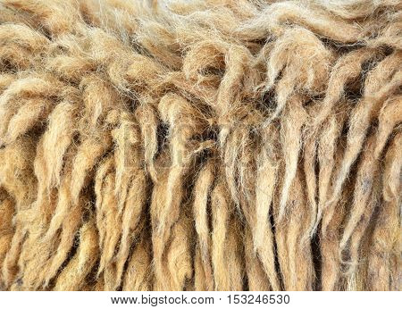close up dirty goat wool texture pattern
