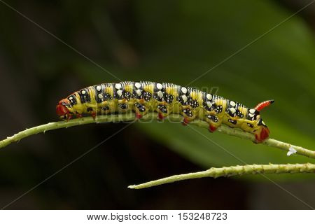 Spurge Hawk moth caterpillar Hyles euphorbiae on the plant