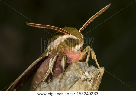 Closeup of Spurge hawk moth Hyles euphorbiae